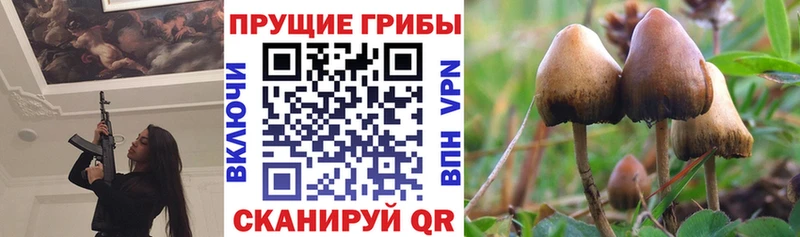 Галлюциногенные грибы Psilocybe  Барыш 